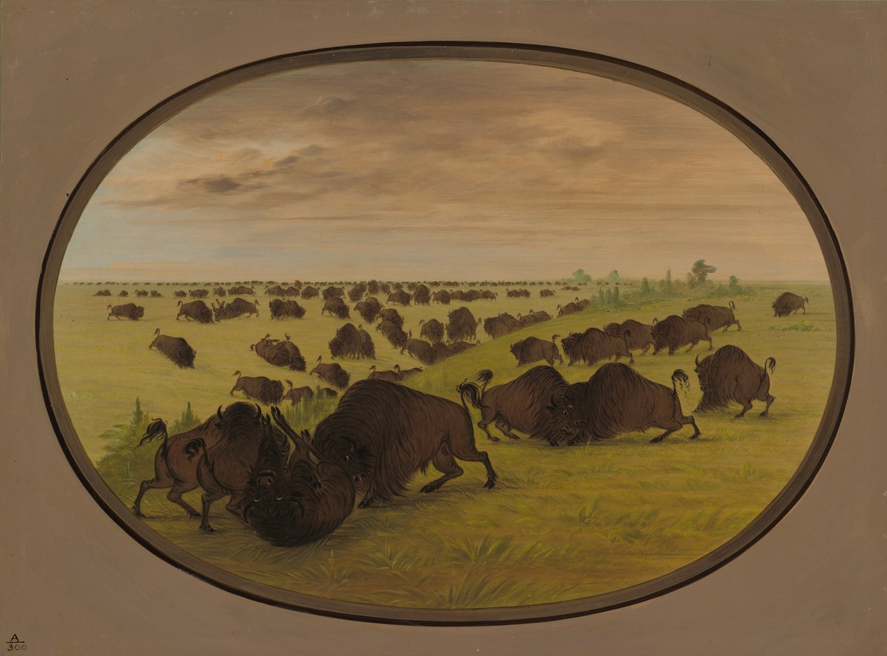 Tyrekamp, 18611869. af George Catlin