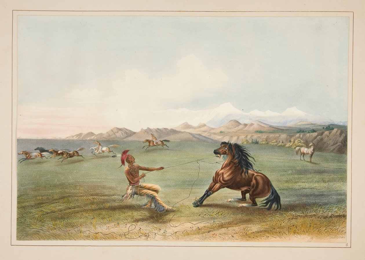 At fange den vilde hest, pl. 4 fra North American Indian Portfolio af George Catlin