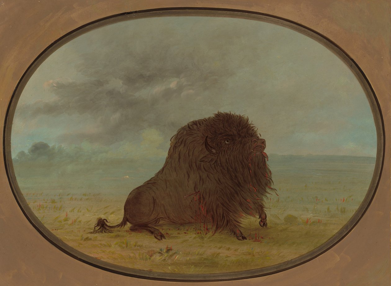 Døende Buffalo Bull, 18611869. af George Catlin