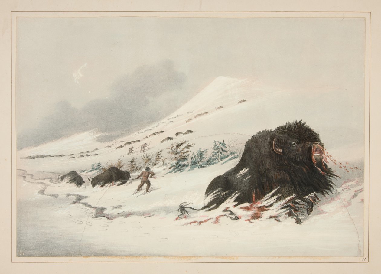 Døende bisontyr i en snedrive, tavle 17 fra Porteføljen over nordamerikanske indianere af George Catlin
