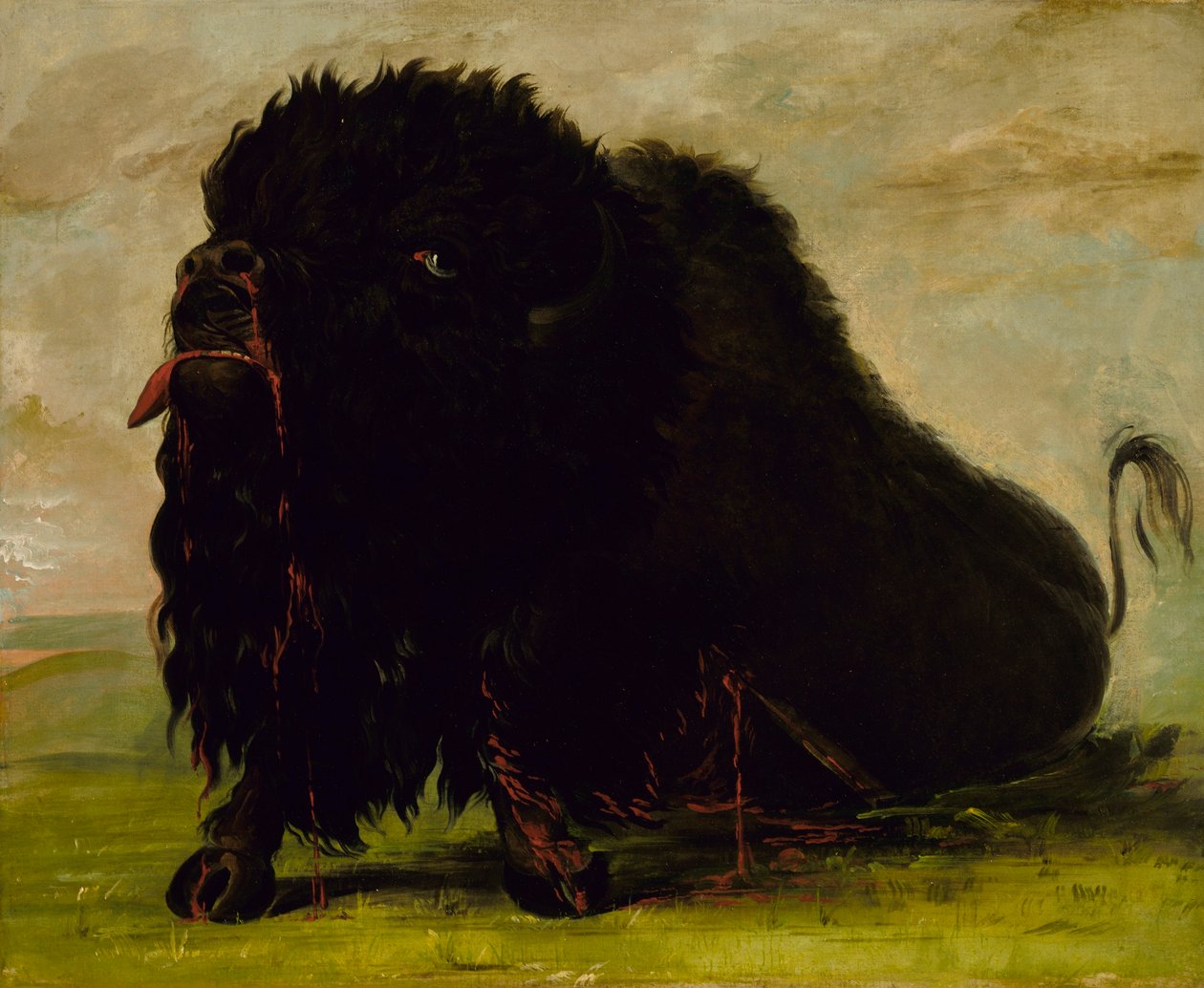Døende bøffel, skudt med en pil af George Catlin