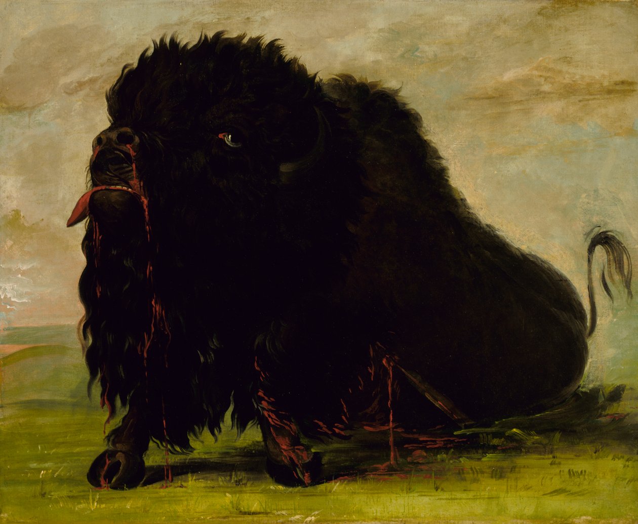 Døende bøffel, skudt med en pil, 1832-1833. af George Catlin