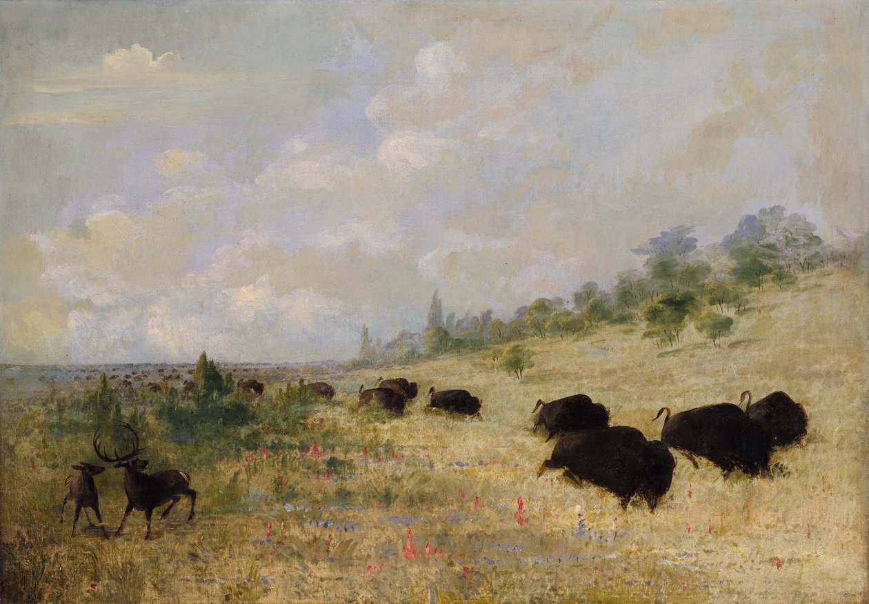 Elge og bøfler græsser blandt prærieblomster i Texas af George Catlin