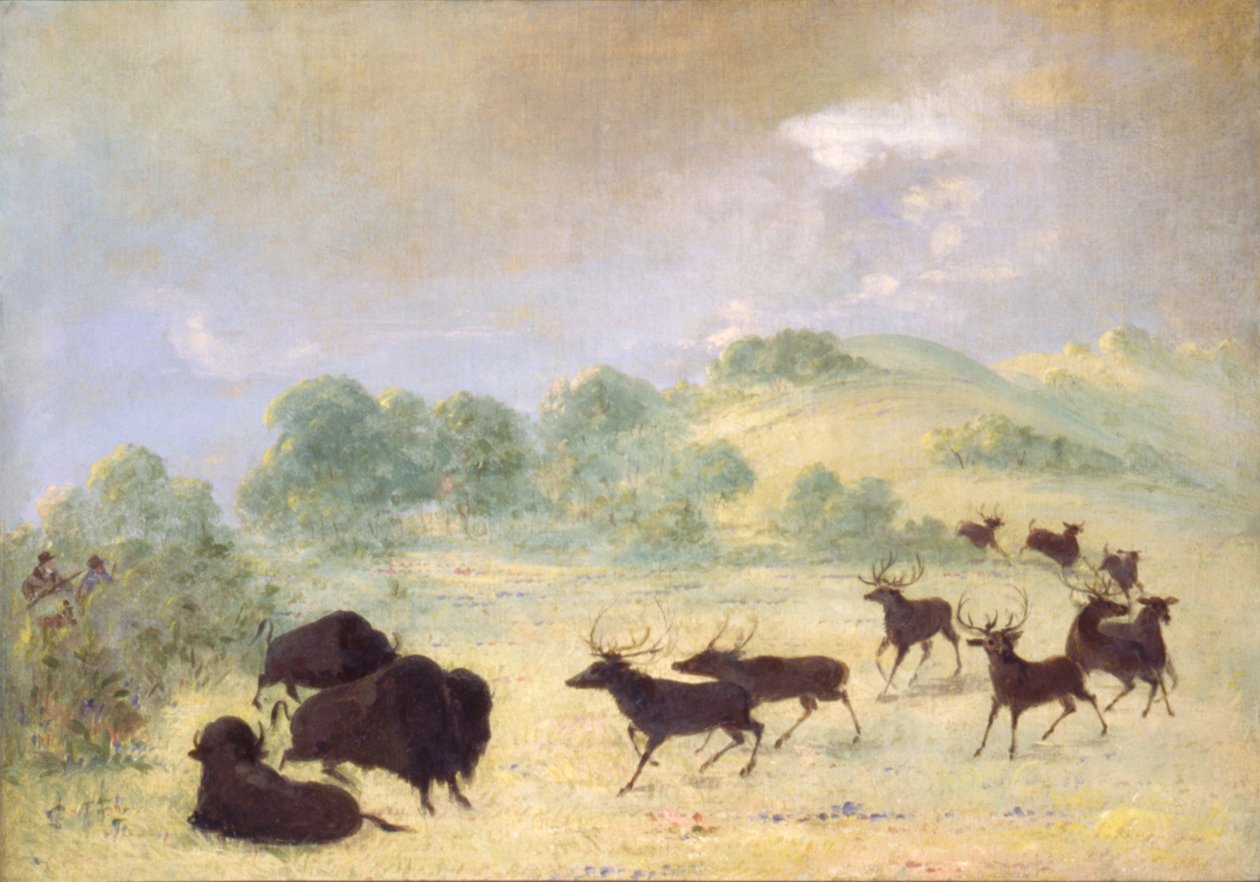 Elg og bøffel stifter bekendtskab, Texas af George Catlin