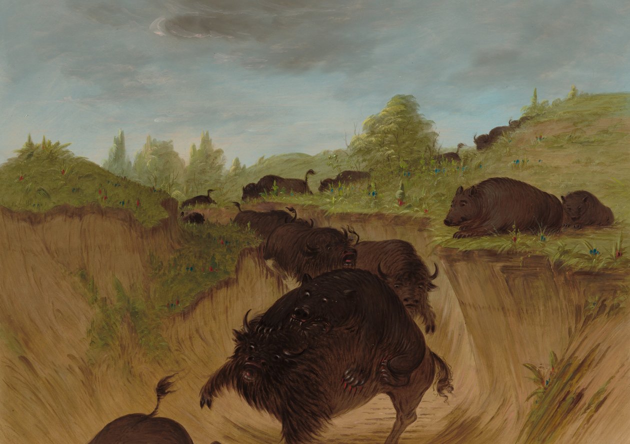Grizzlybjørne angriber bøfler, 18611869. af George Catlin