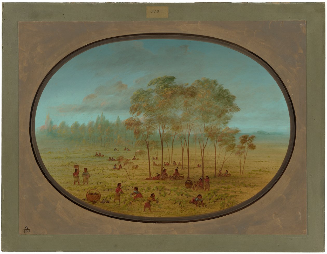 Kiowa-indianere samler vilde druer af George Catlin
