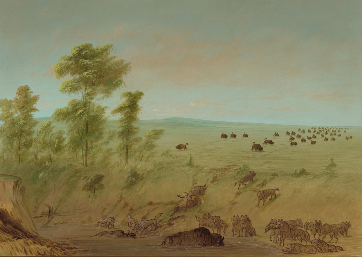 Mired Buffalo and Wolves, 18611869. af George Catlin