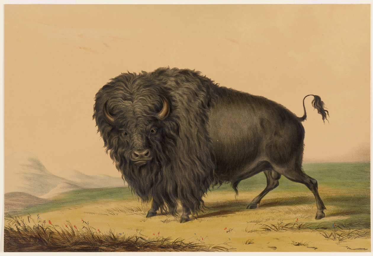 Den amerikanske bison af George Catlin