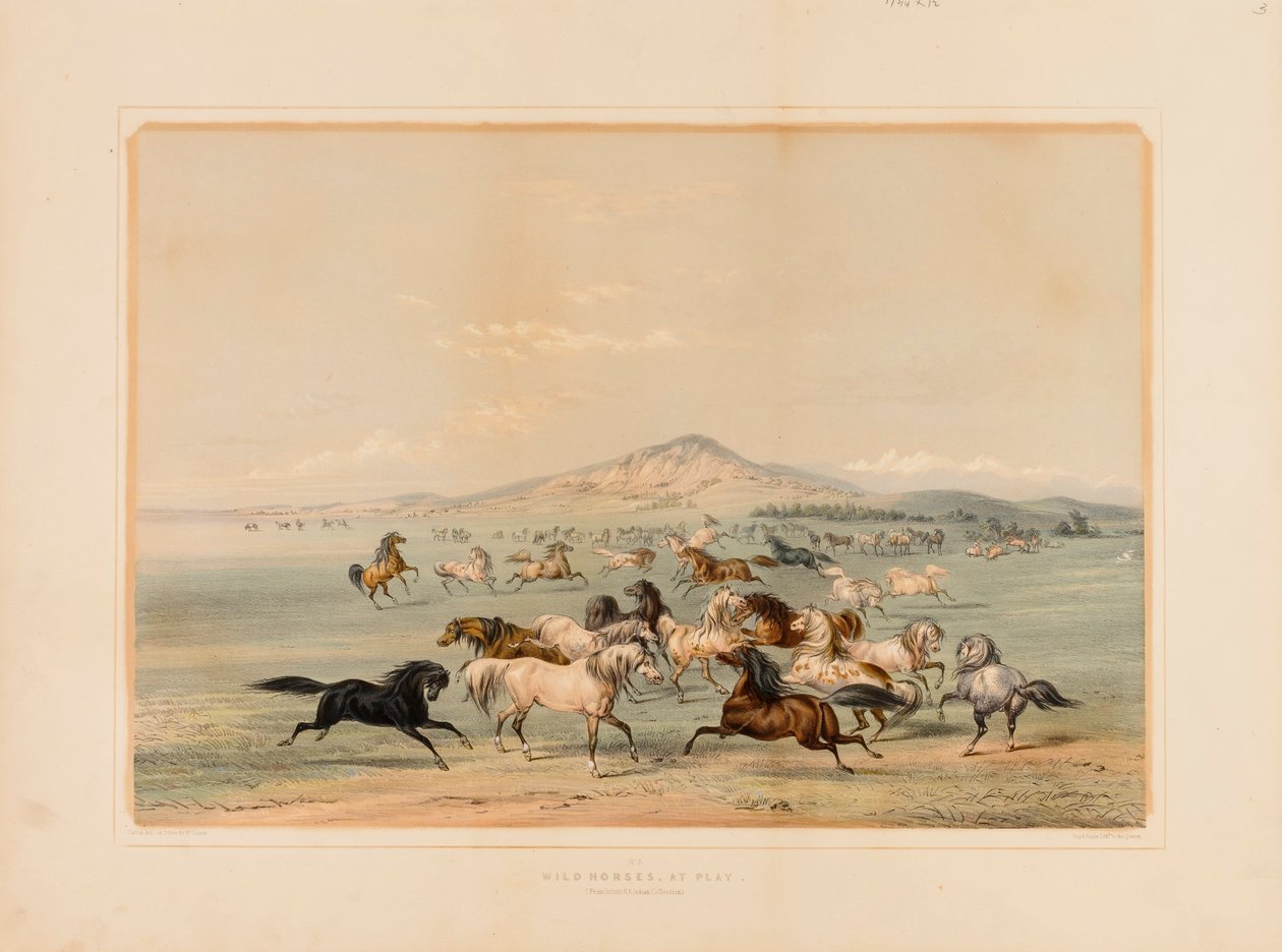 Vilde heste i leg - nr. 3 af George Catlin