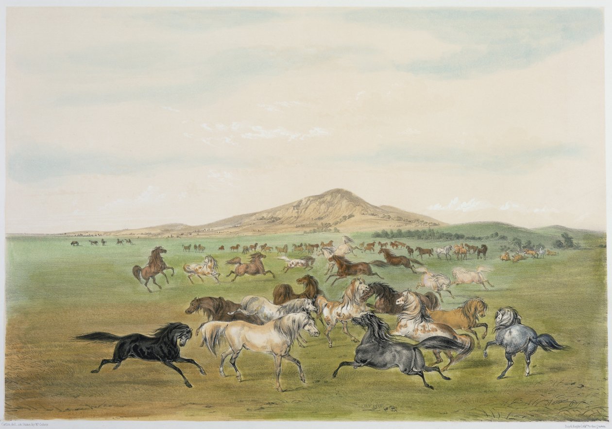 Vilde heste i leg (farvelitografi) af George Catlin