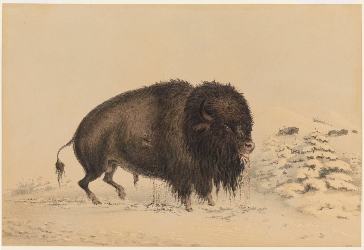 Såret bisonokse af George Catlin