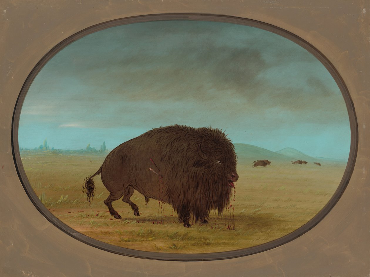 Såret Buffalo Bull, 18611869. af George Catlin