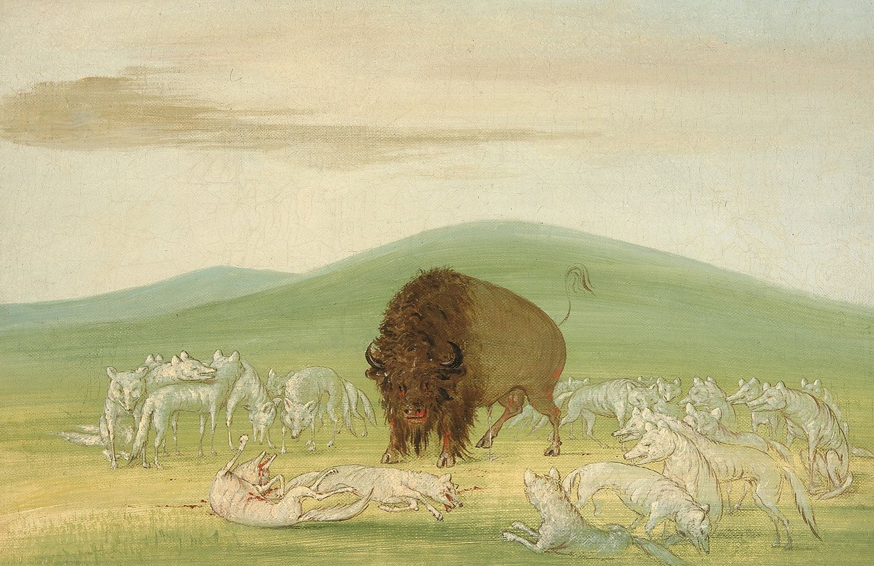 Såret bøffeltyr omringet af hvide ulve af George Catlin