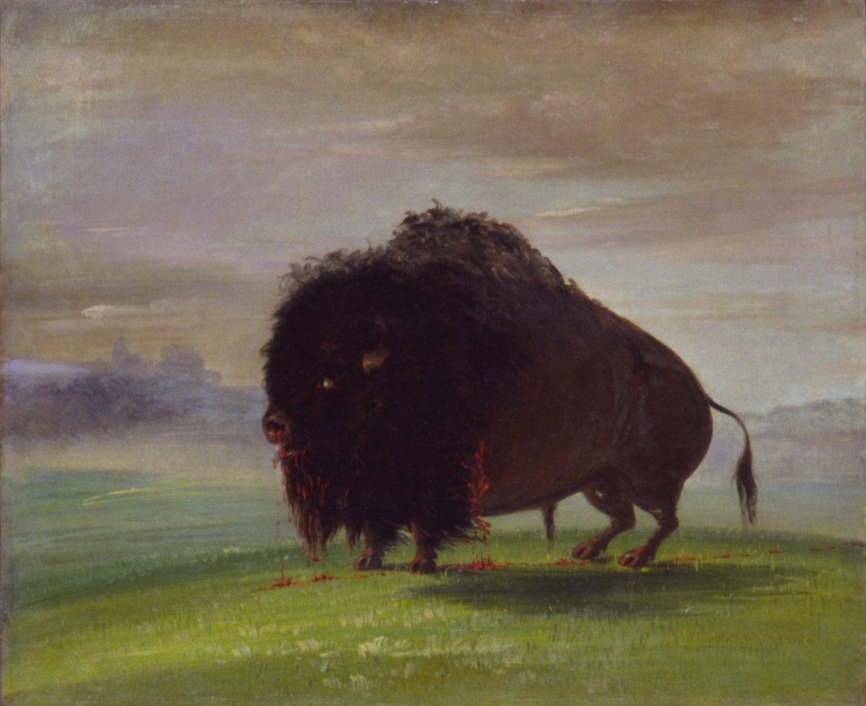Såret bøffel, der strør sit blod ud over prærien af George Catlin