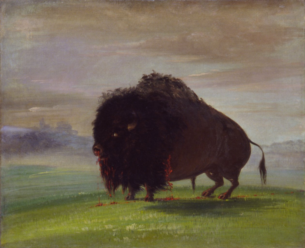 Såret bøffel, der spreder sit blod over prærierne, 1832-1833. af George Catlin