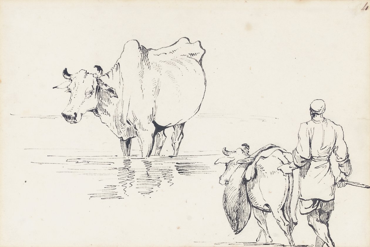 Studier af indiske kvæg (pen og blæk på papir) af George Chinnery