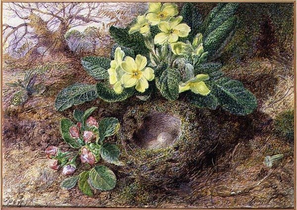 Stilleben med primulaer og fuglerede (akvarel, gouache på papir) af George Clare