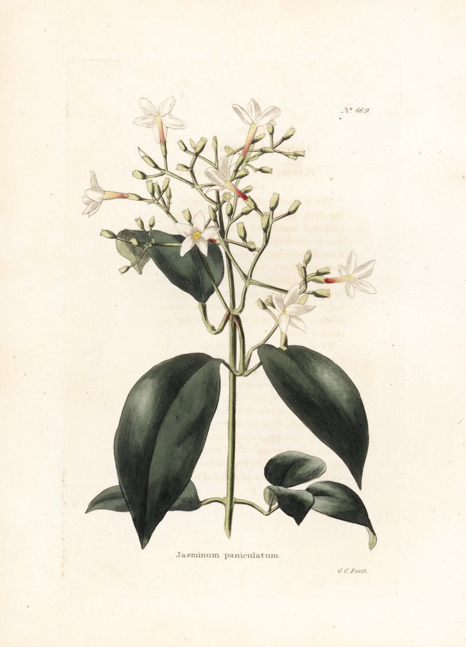 Jasmin (Jasminum paniculatum) - Litografi af George Cooke, for det britiske magasin Conrad Loddiges Botanical Cabinet (1738-1826) af George Cooke