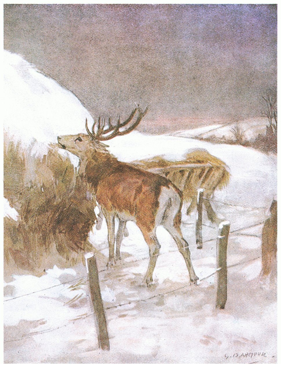 Han opdagede hurtigt, hvor foderet blev opbevaret til tyrene (farve litho) af George Denholm Armour