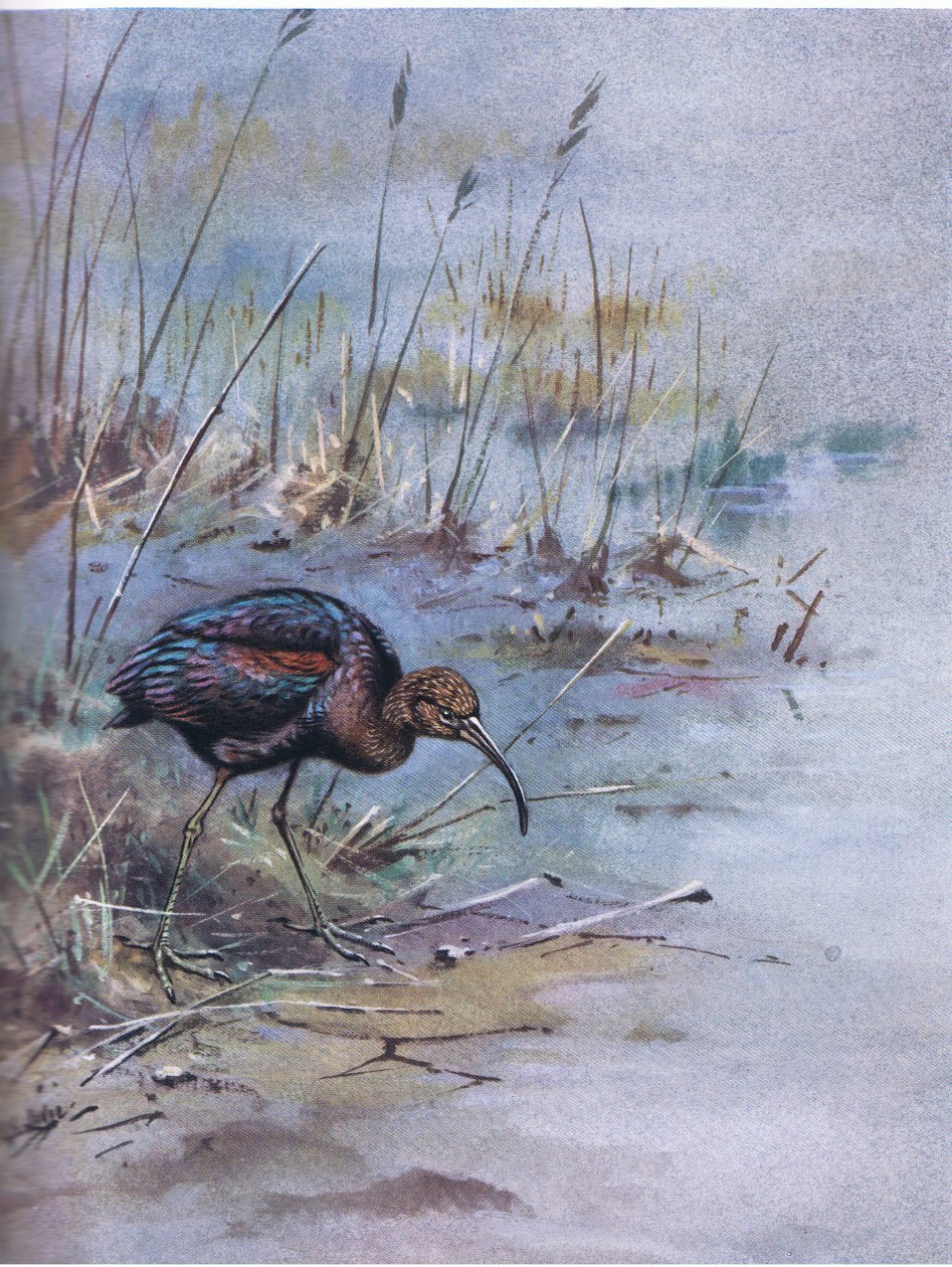  af George Edward Lodge