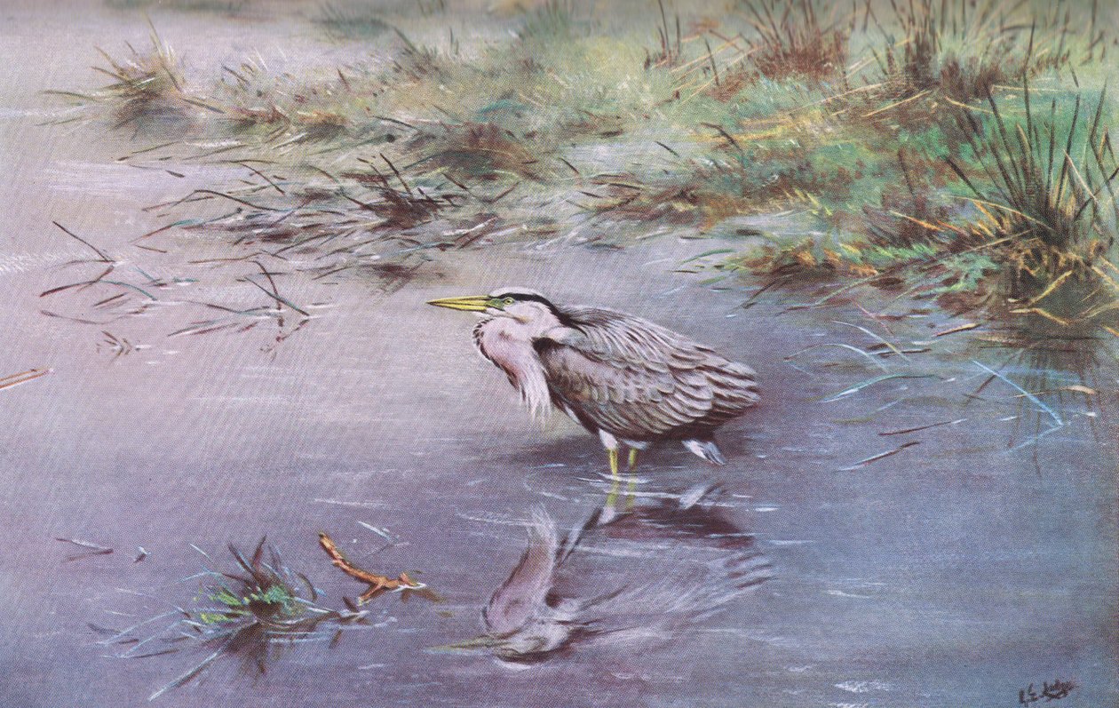 Grå hejre (litografi) af George Edward Lodge