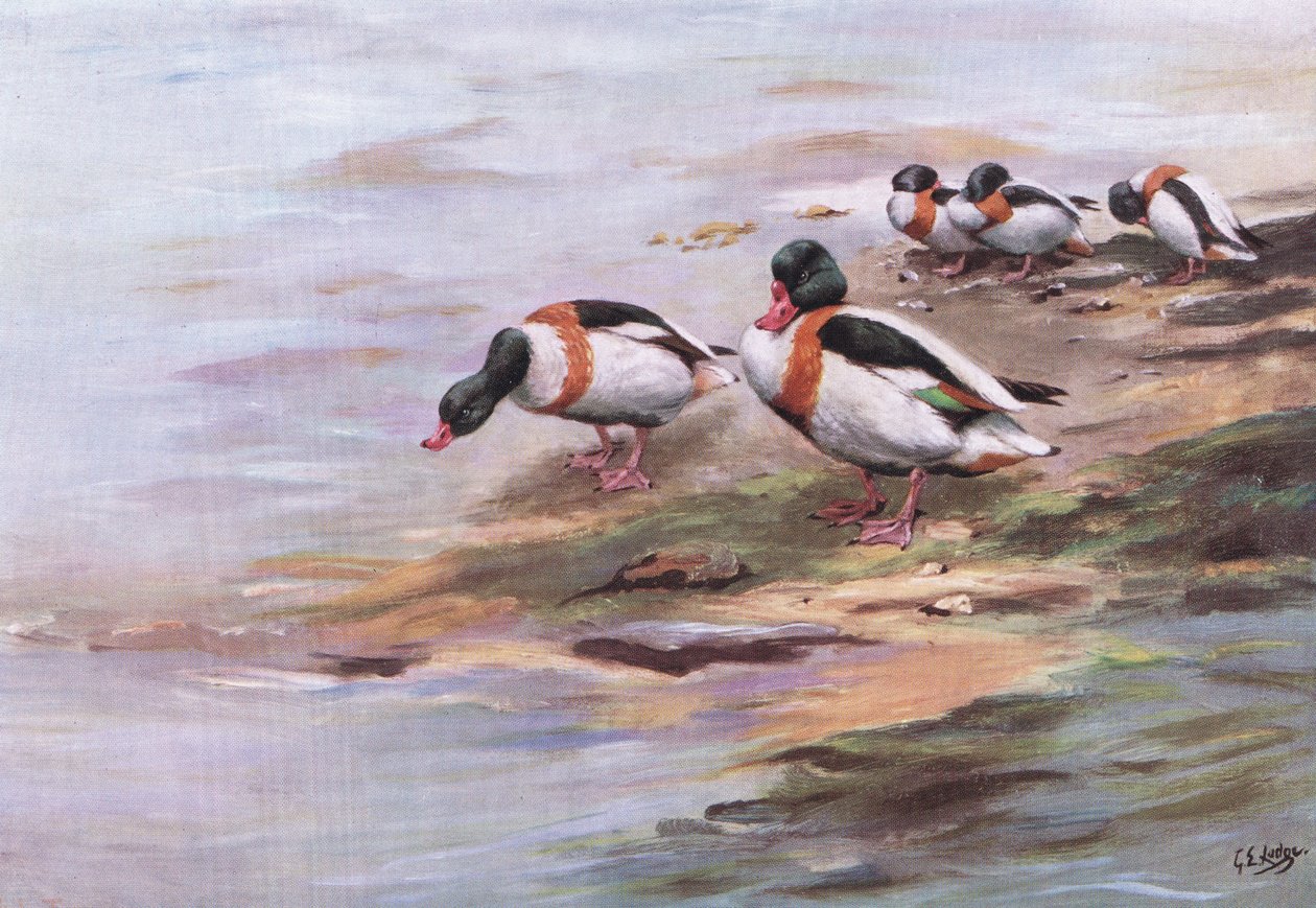 Sheld Ducks (litografi) af George Edward Lodge