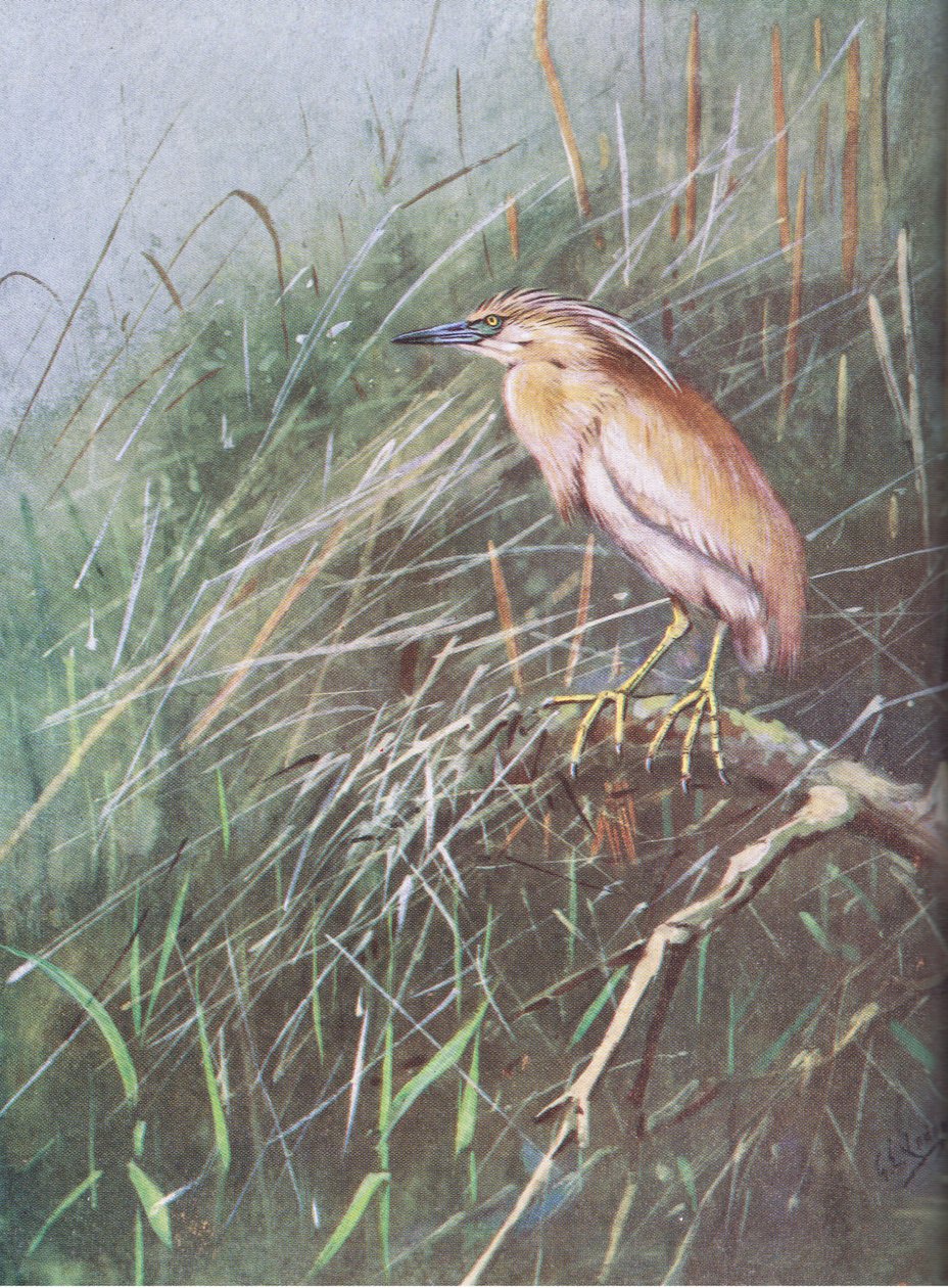 Squacco Heron (litografi) af George Edward Lodge