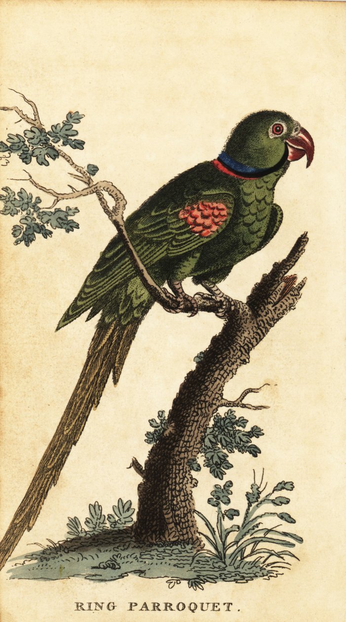 Alexandrine parakit, Psittacula eupatria., 1800 (gravering) af George Edwards