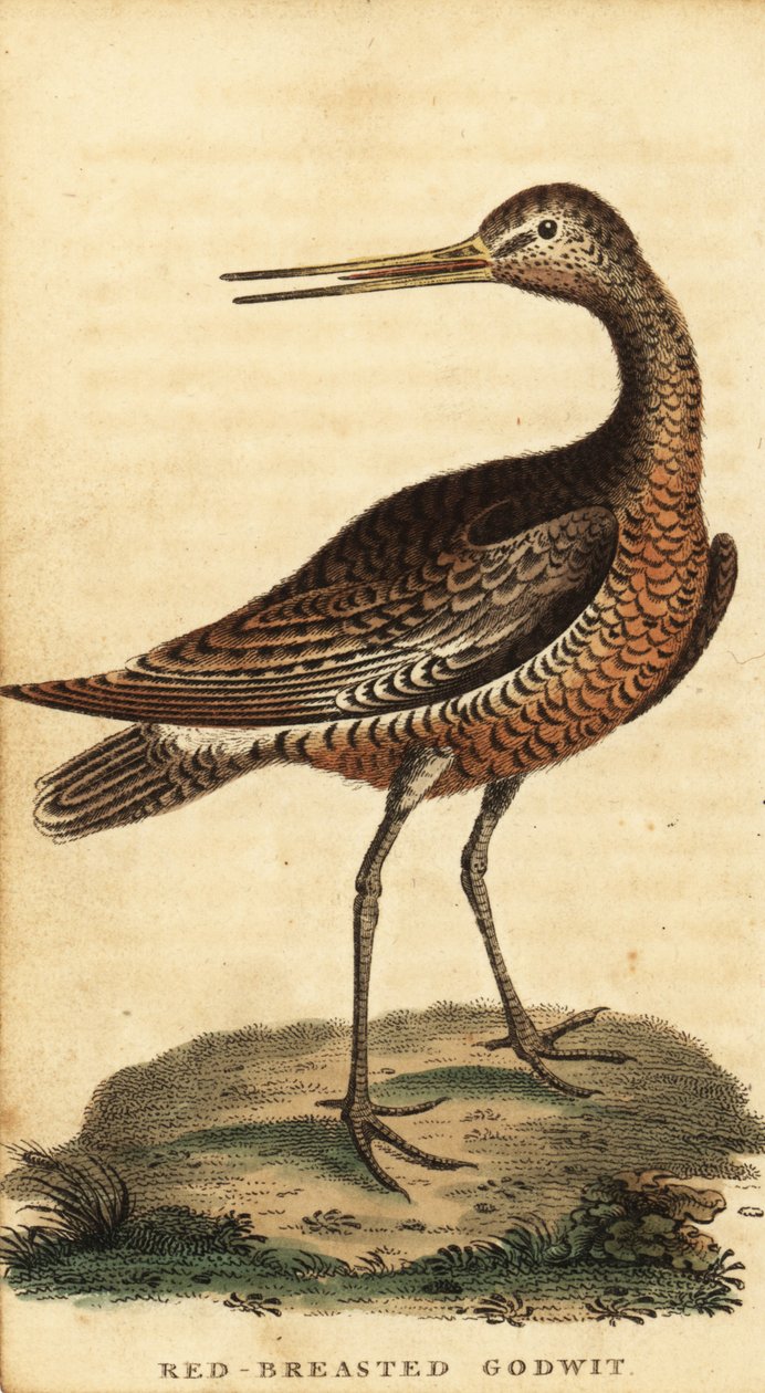 Stanghalespove, Limosa lapponica., 1800 (gravering) af George Edwards