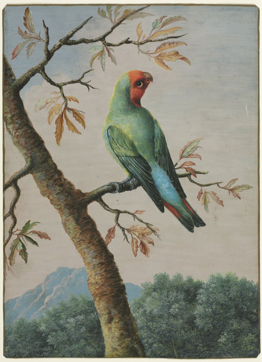 Fuglestudie. af George Edwards