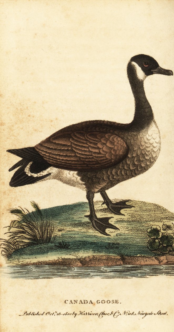 Canadagås, Branta canadensis., 1800 (gravering) af George Edwards