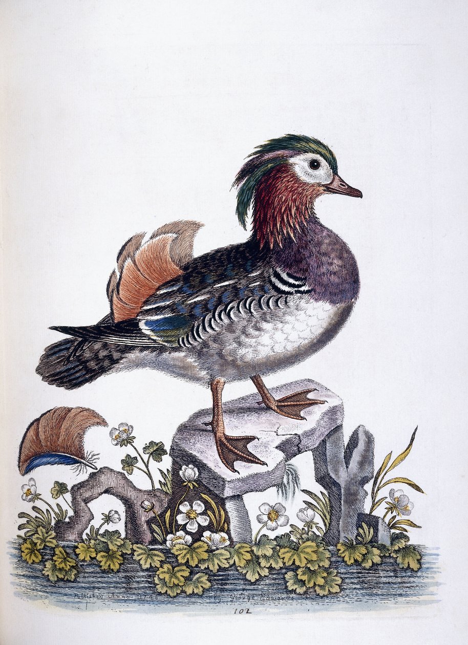 Kinesisk krikand, 1746 af George Edwards