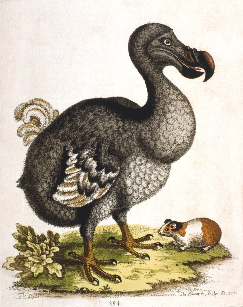 Dodo og marsvin, 1750 af George Edwards