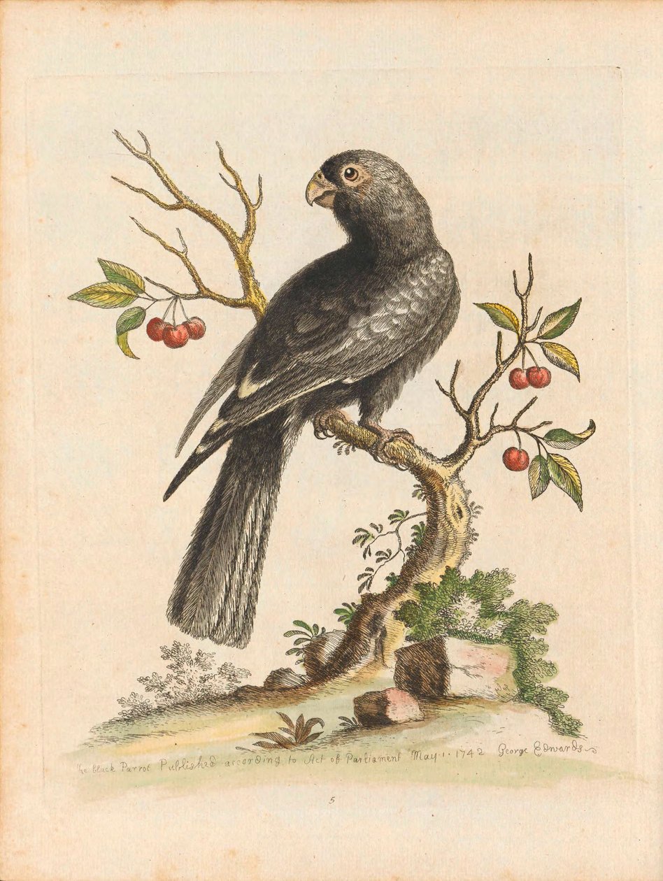 George Edwards, Birds I Singapore Plade 5 af George Edwards
