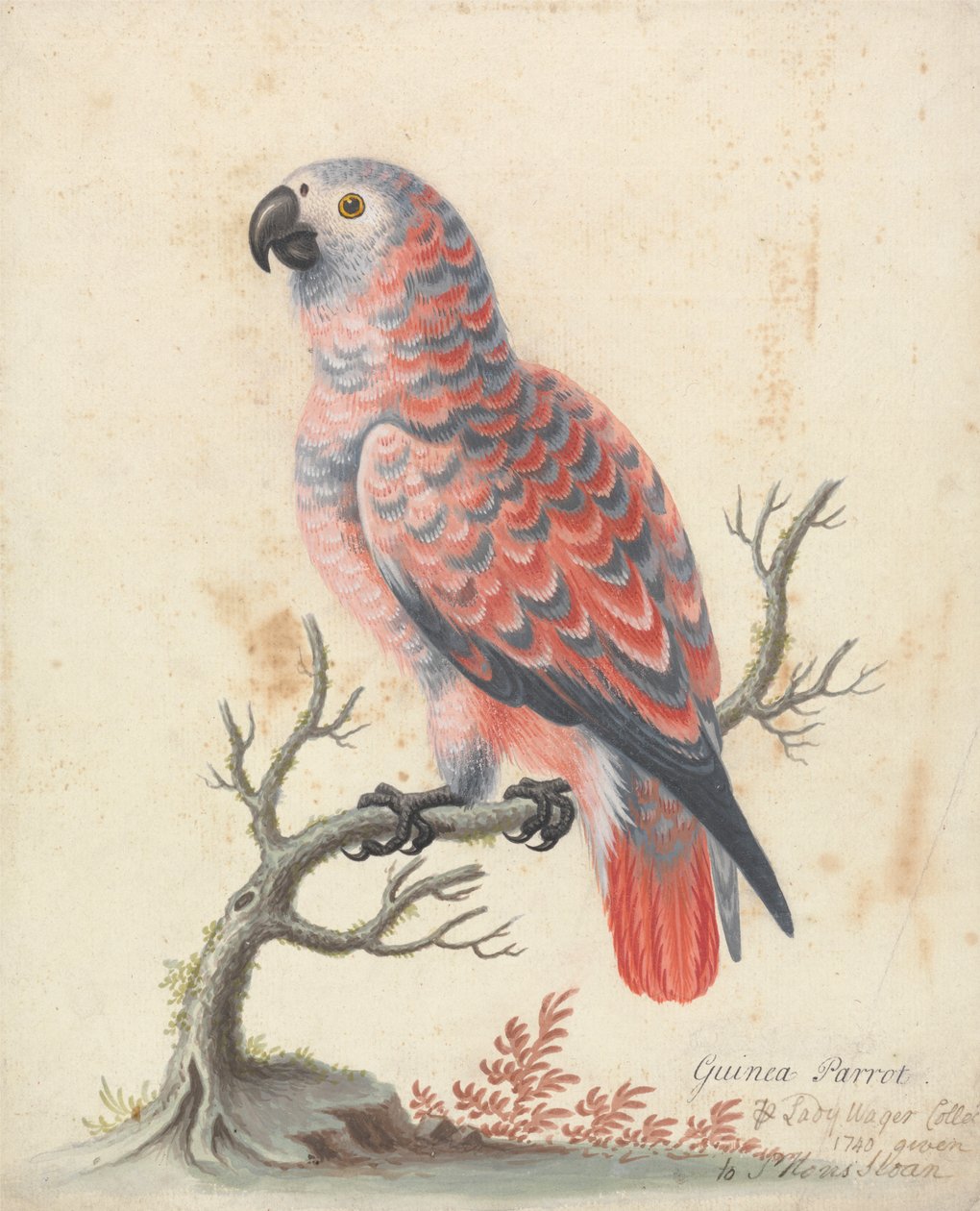 Guinea papegøje af George Edwards