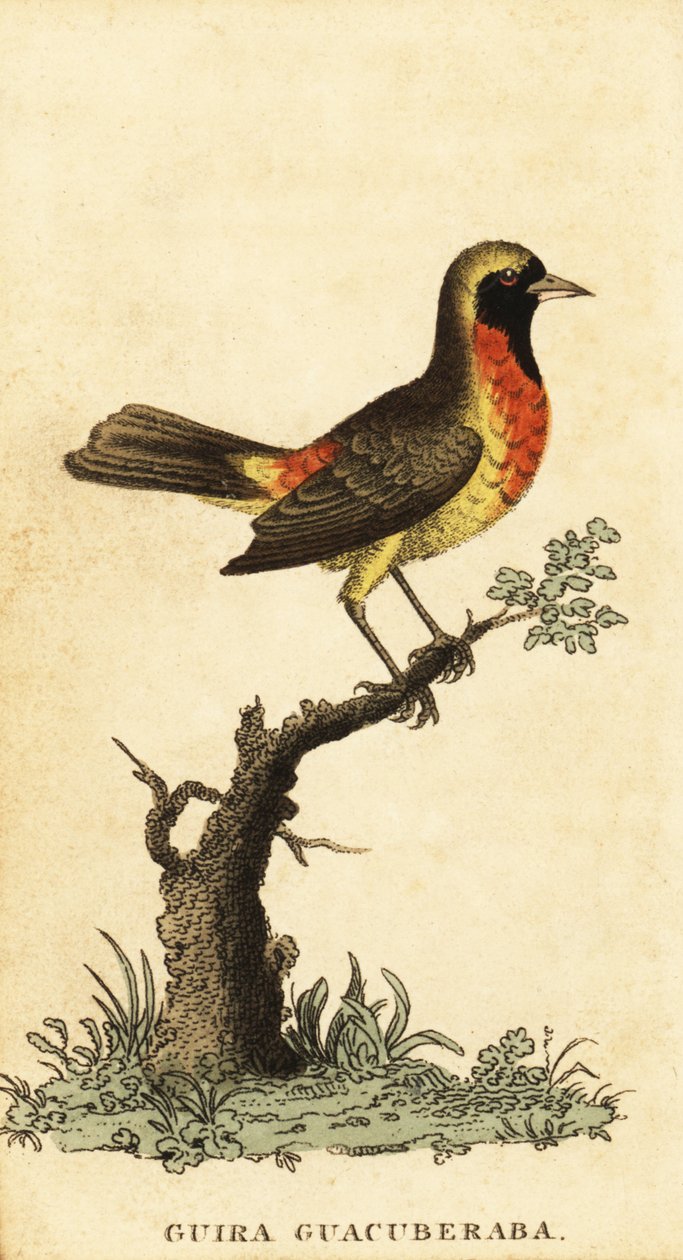 Gira tanager, Hemitraupis gira. ,1800 (gravering) af George Edwards
