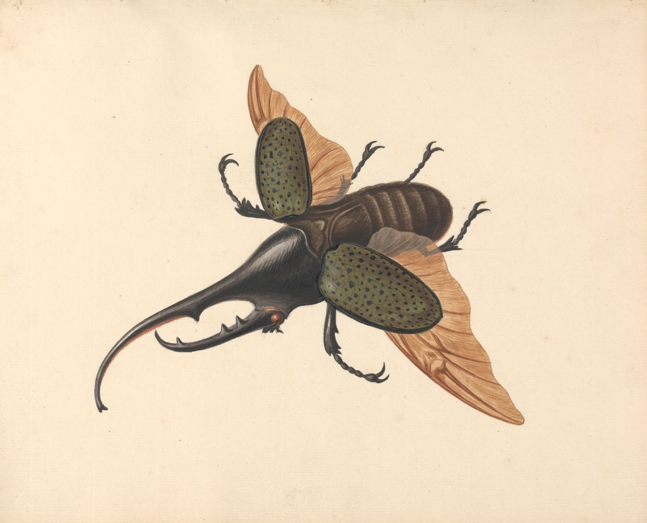 Hercules Beetle af George Edwards