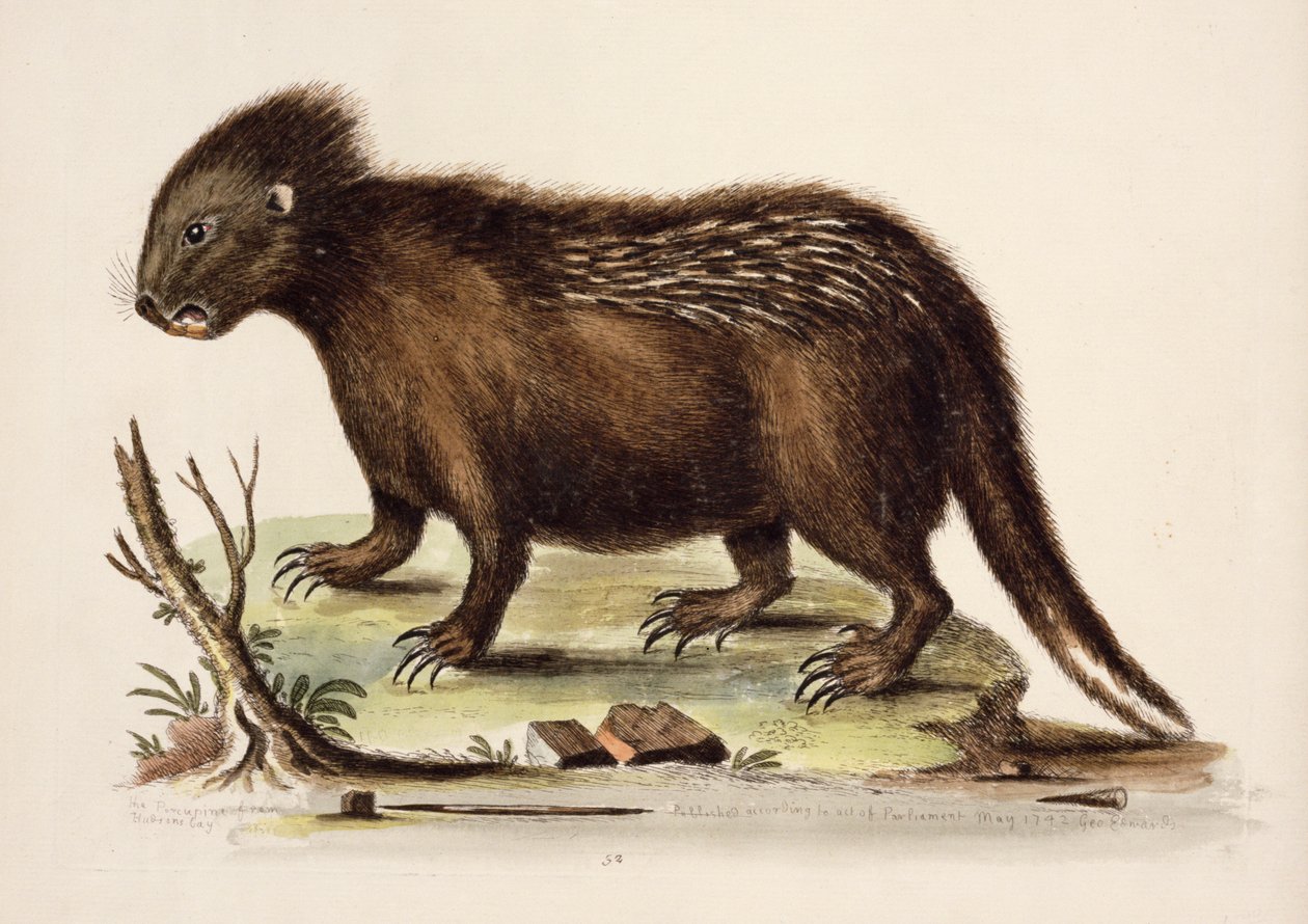 Hudson Bay Porcupine, 1742 (wc på papir) af George Edwards