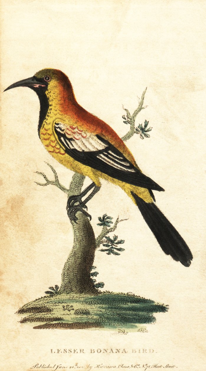 Oriole solsort, Gymnomystax mexicanus. ,1800 (gravering) af George Edwards