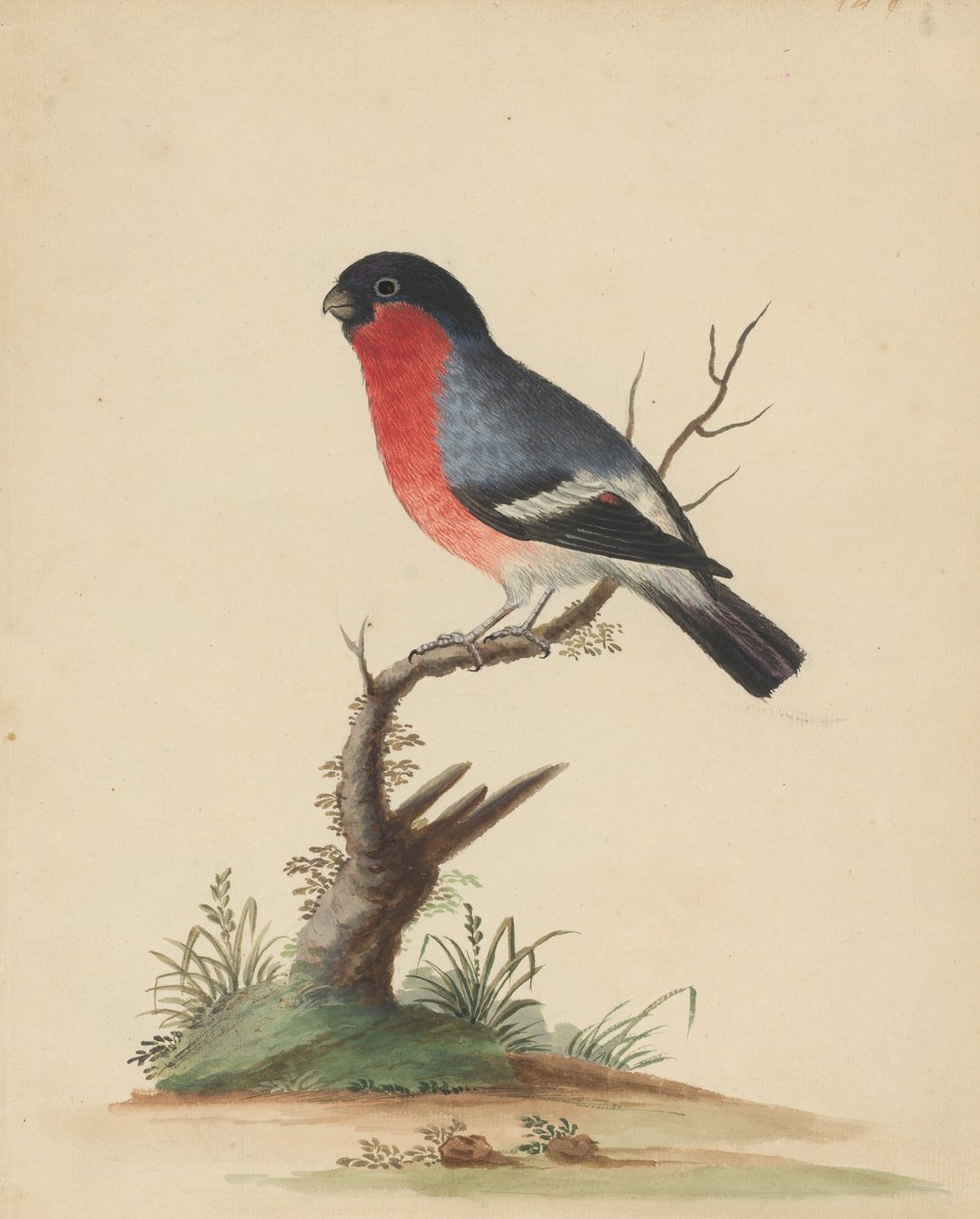 [Rødbrystet fugl] af George Edwards