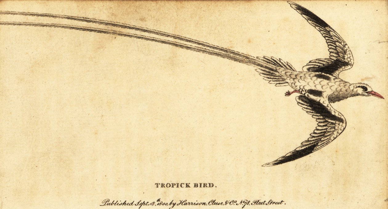 Rødnæbbet tropicbird, Phaethon aethereus., 1800 (gravering) af George Edwards