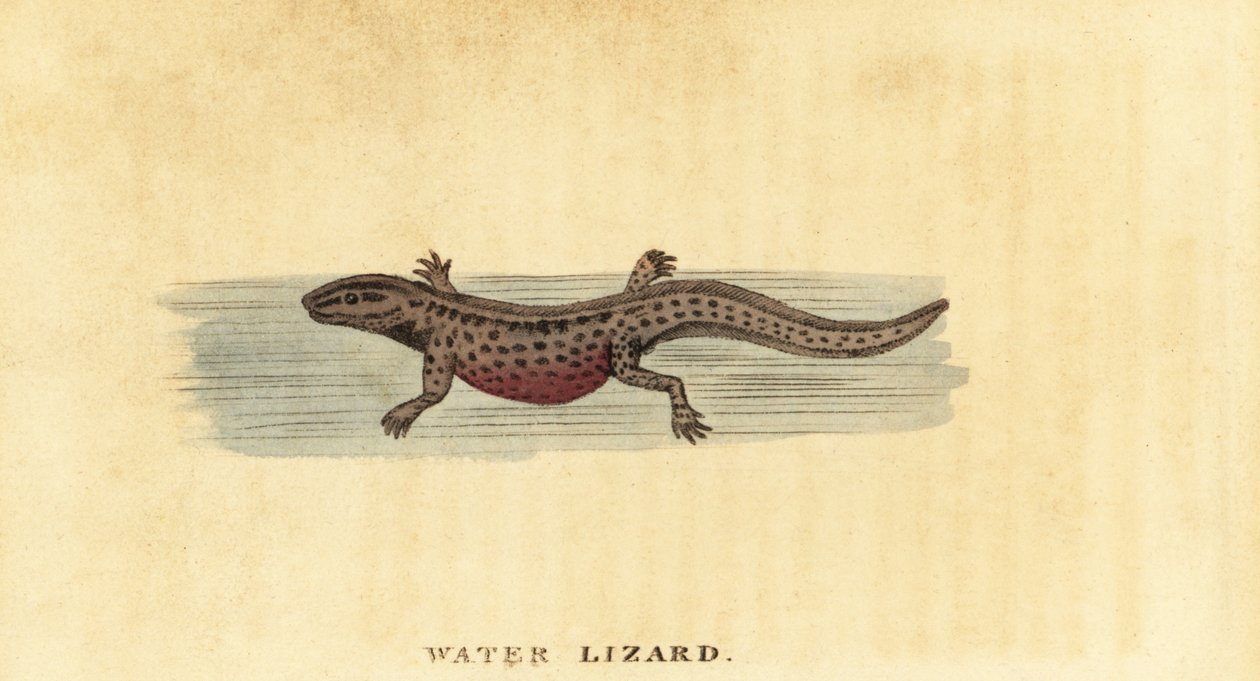 Glat vandsalamander, Lissotriton vulgaris. ,1800 (gravering) af George Edwards