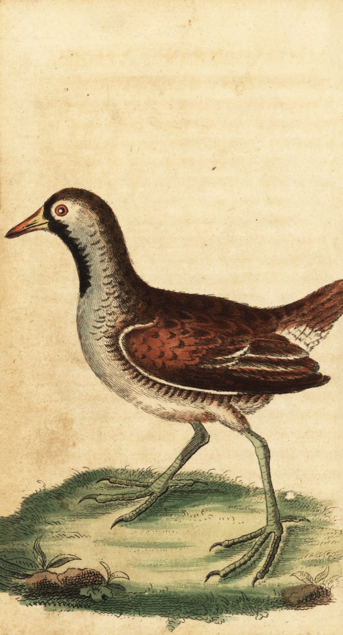 Sora, Porzana carolina. ,1800 (gravering) af George Edwards
