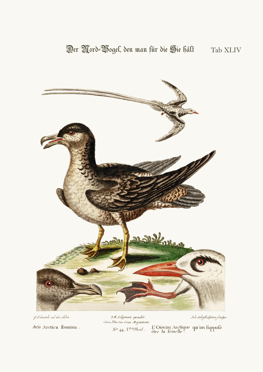 Den arktiske fugl, der skulle være hønen. Tropefuglen, 1749-73 af George Edwards