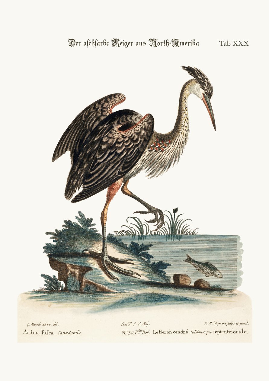 Den askefarvede hejre fra Nordamerika, 1749-73 af George Edwards