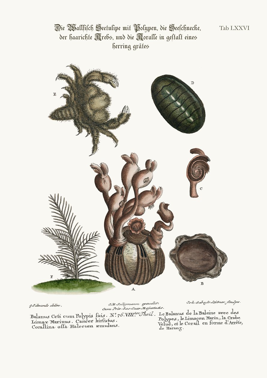 Balanus af hvalen med polyper, Limax Marina, den behårede krabbe og sildebenskoralline, 1749-73 af George Edwards