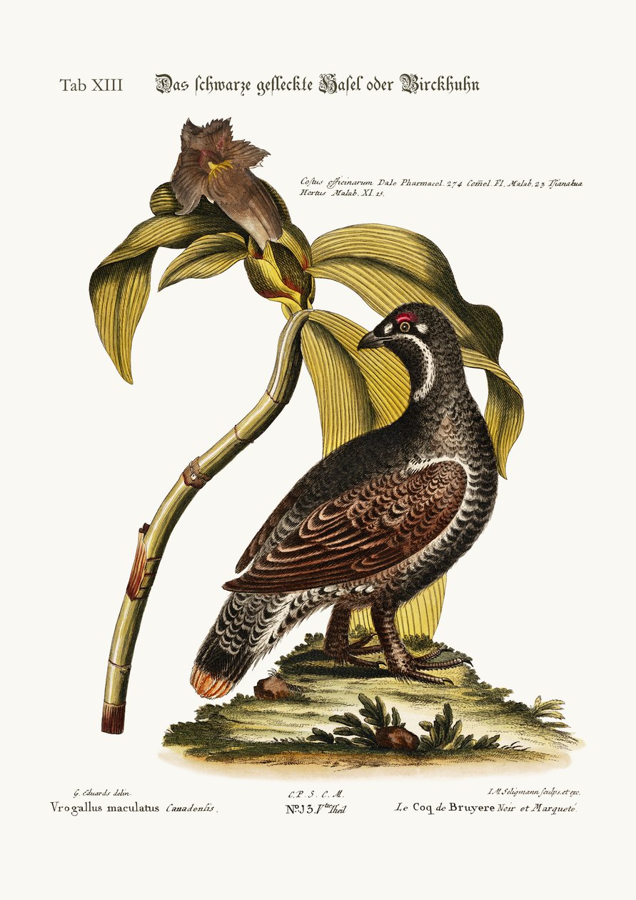 Den sorte og plettede Heathcock, 1749-73 af George Edwards