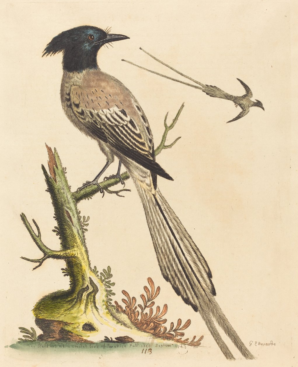 The Black and White Crested Bird of Paradise, udgivet 1743. af George Edwards