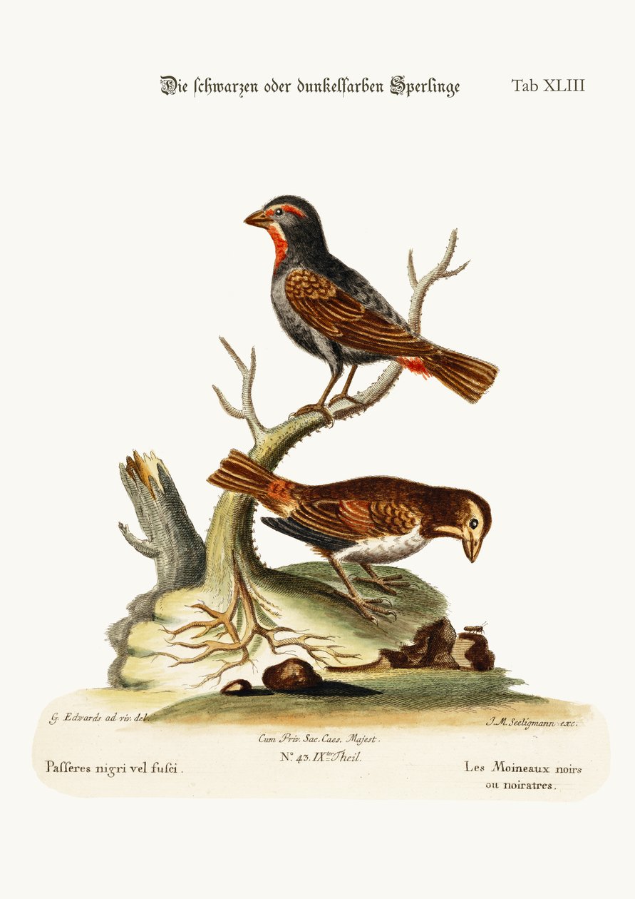 De sorte eller mørke spurve, 1749-73 af George Edwards