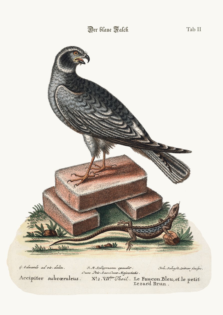 Den blå høg og den lille brune firben, 1749-73 af George Edwards